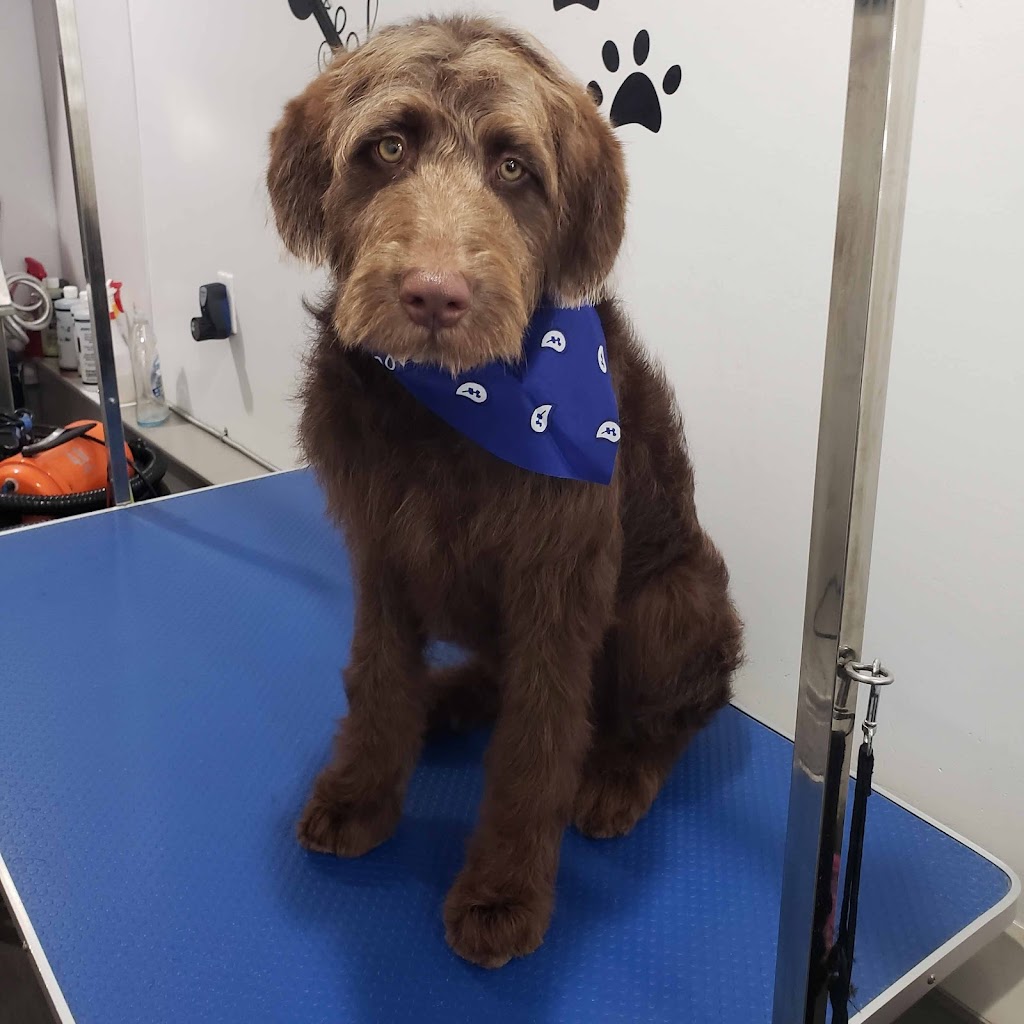 Beaumont Grooming Dogs | 5424 66 St, Beaumont, AB T4X 2X6, Canada | Phone: (587) 545-6868