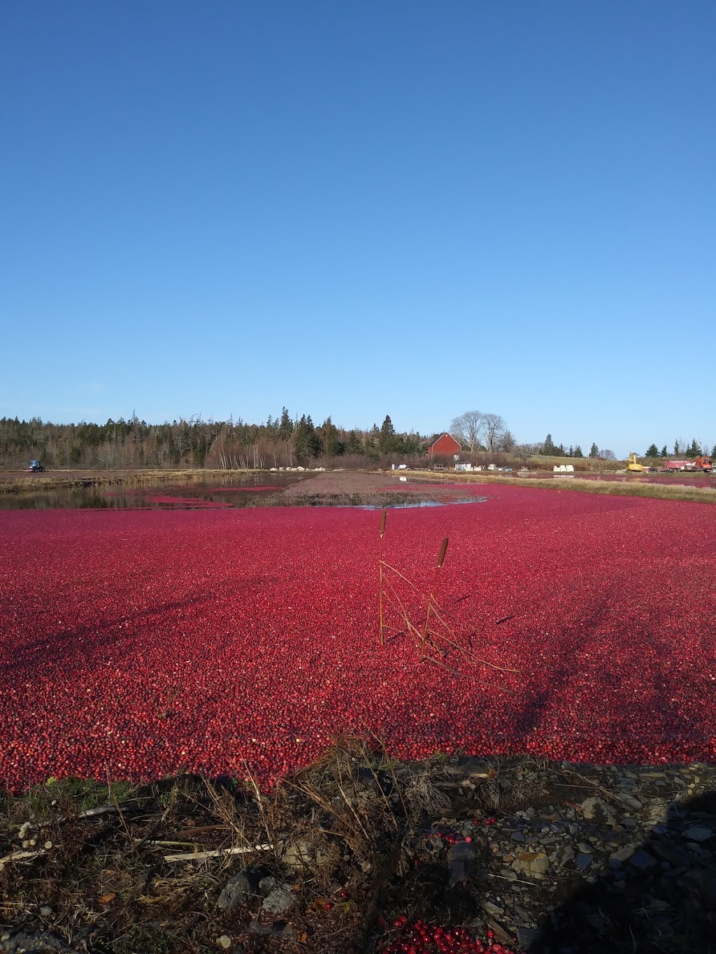 Terra Beata Farms | 161 Monk Point Rd, Lunenburg, NS B0J 2C0, Canada | Phone: (902) 634-4435