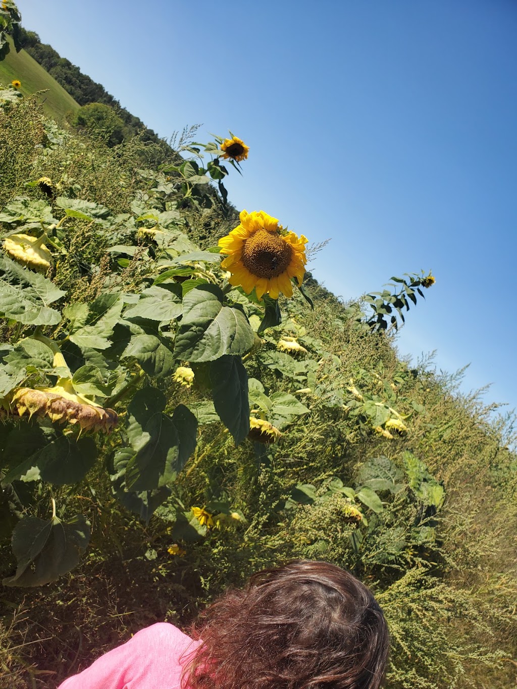 The Sunflower Maze Farm | 1194 Nova Scotia Trunk 1, Falmouth, NS B0P 1L0, Canada | Phone: (902) 790-0542