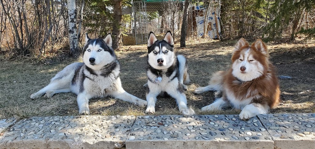 Arkto Pomskies | 26 Willow Ave, Gibbons, AB T0A 1N4, Canada | Phone: (780) 977-3441