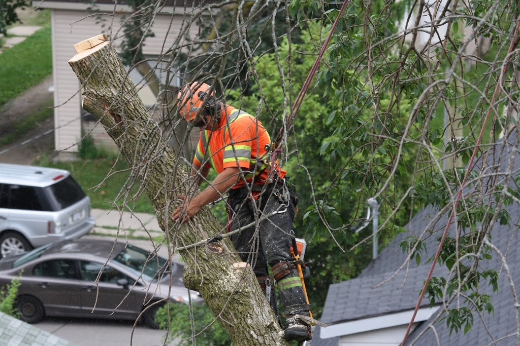 Jarmuth Tree Service | 31 Oriole Pkwy W, Elmira, ON N3B 1B6, Canada | Phone: (519) 500-4583