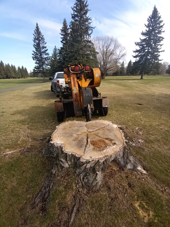 Alberta Arborists | 5480 Meridian St NW, Edmonton, AB T6P 1R3, Canada | Phone: (587) 415-7617