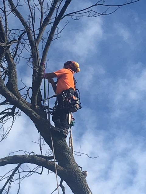 Simon Létourneau Arboriculteur | 229 Rue Taillon O, Saint-Basile-le-Grand, QC J3N 1E5, Canada | Phone: (450) 653-0238