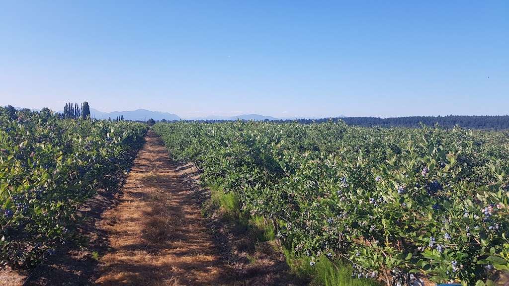 Best Choice Blue Berry Farm | 5415 104 St, Delta, BC V4K 3N3, Canada | Phone: (604) 805-2975