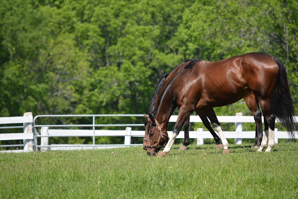 Maplehaven Equestrian centre | 180 Courtland St, Ramara, ON L3V 0K8, Canada | Phone: (416) 732-8408