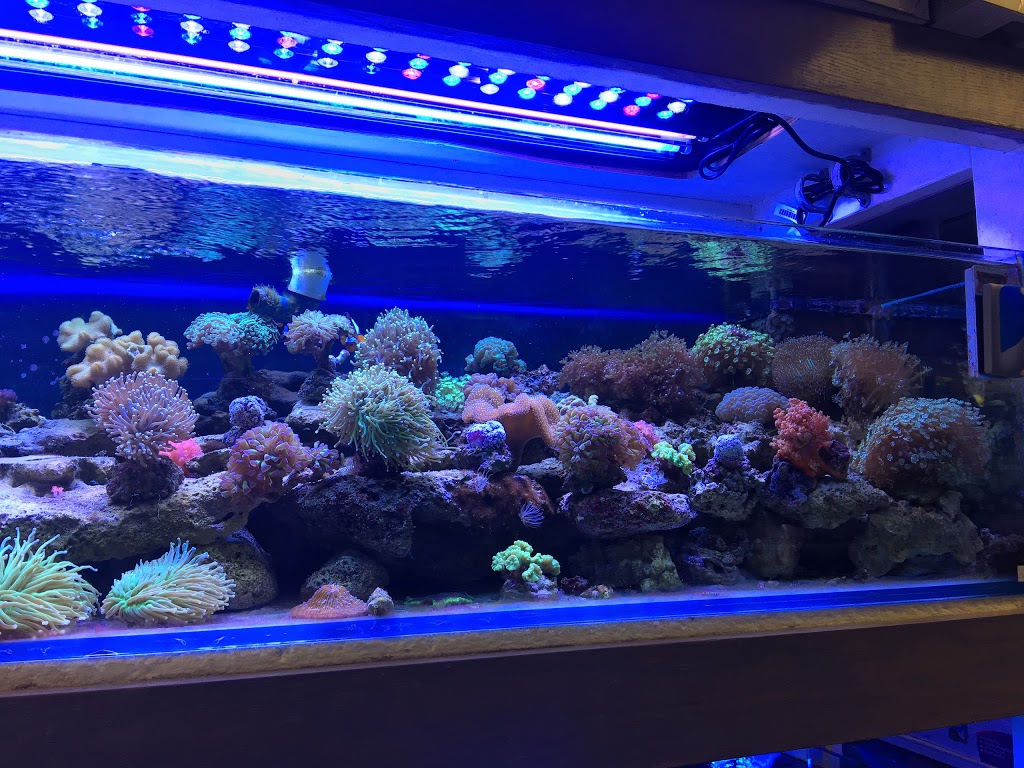 Wais Aquarium Ltd. | Bay 4, 222 16 Avenue Northeast, Calgary, AB T2E 1J8, Canada | Phone: (403) 276-3933