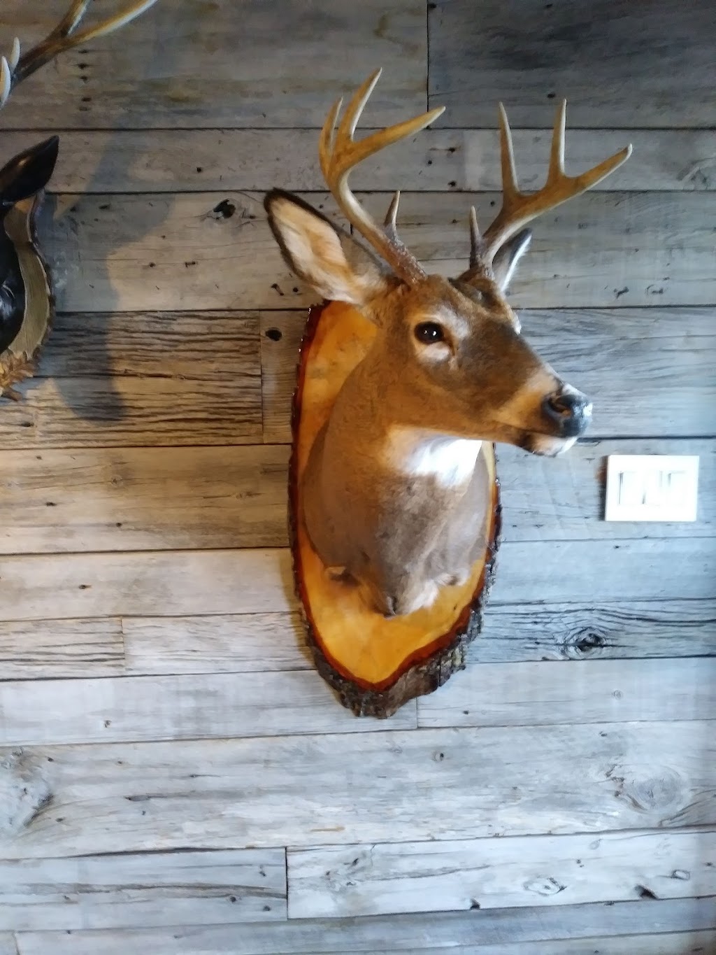 Guy Nantel Taxidermiste | 2585 Rue Johanne, Terrebonne, QC J6Y 1J9, Canada | Phone: (514) 686-1293