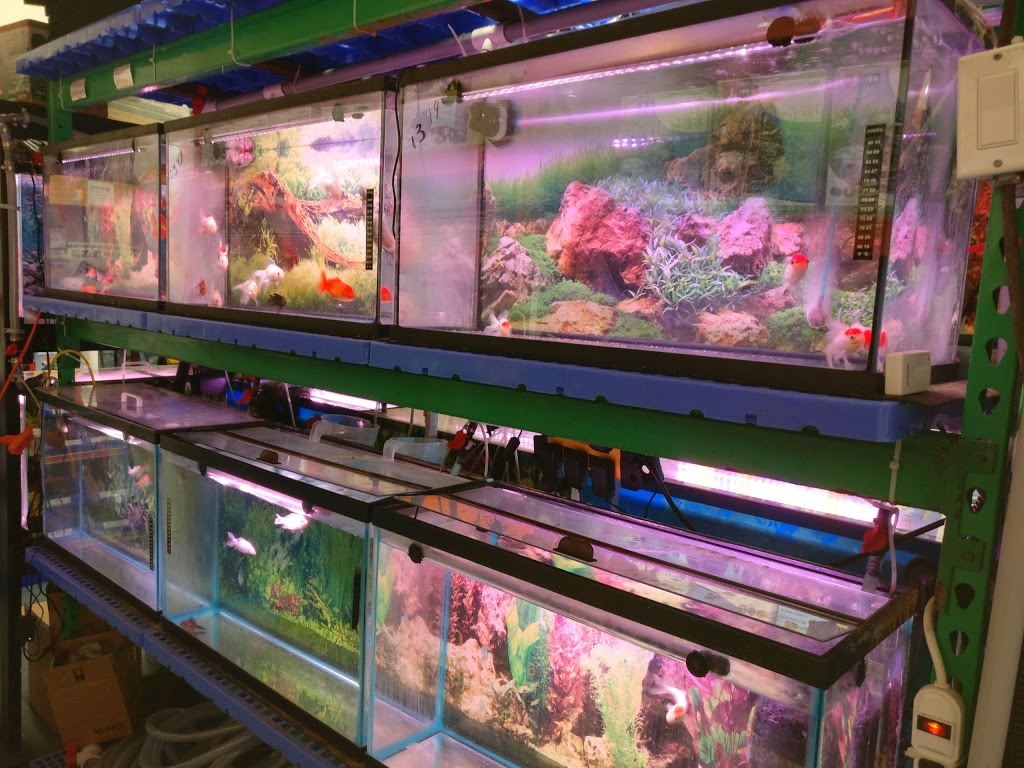 Proaquatic - Aquarium Shop - Specializing in Goldfish and Japane | 585 Middlefield Rd #12a, Scarborough, ON M1V 4Y5, Canada | Phone: (647) 728-1296