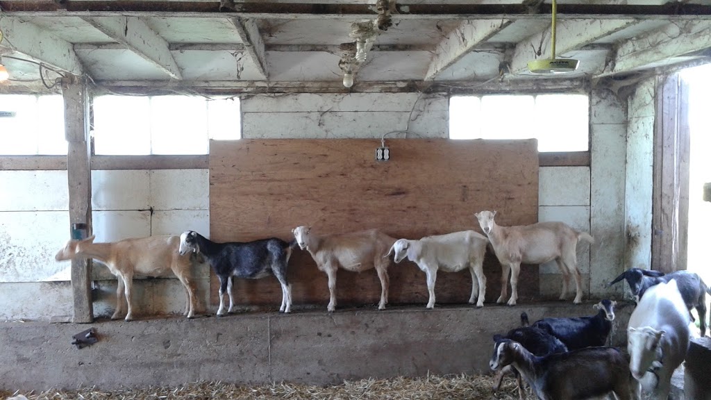 Rivers Edge Goat Dairy | 8102 Wellington County Rd 109, Arthur, ON N0G 1A0, Canada | Phone: (519) 848-2203