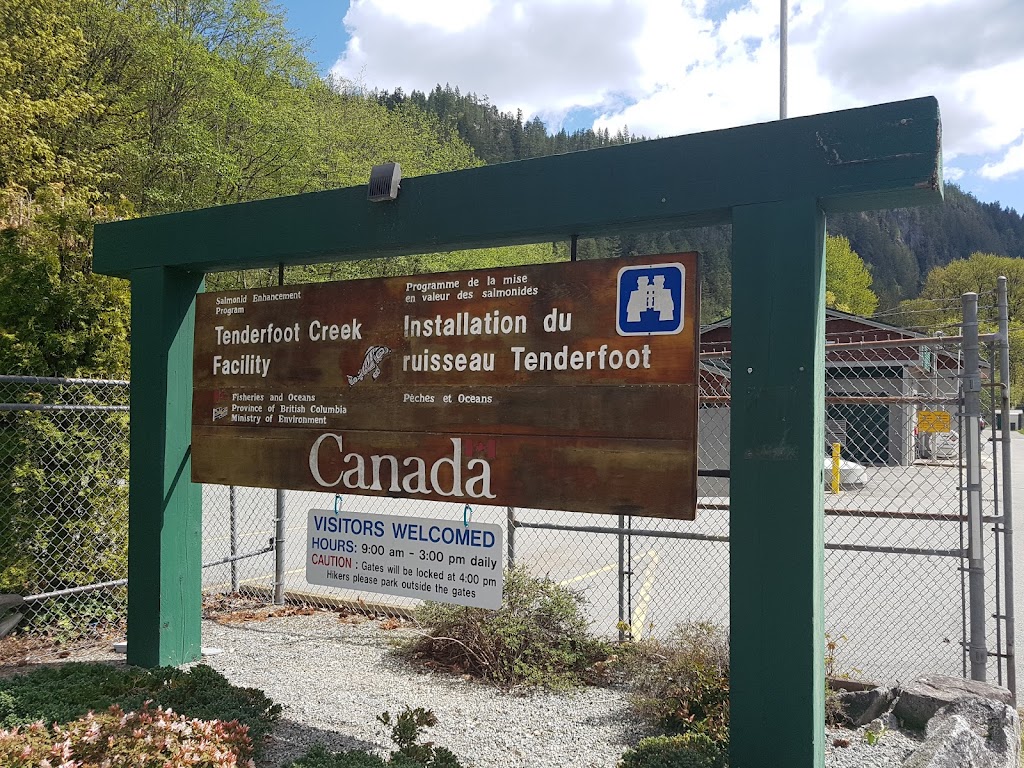 Tenderfoot Creek Hatchery | 1000 Midnight Way, Brackendale, BC V0N 1H0, Canada | Phone: (604) 898-3657