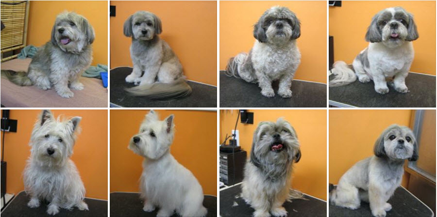 Denises Grooming Studio | 647 Bridle Wood, Burlington, ON L7L 4E2, Canada | Phone: (905) 637-3226