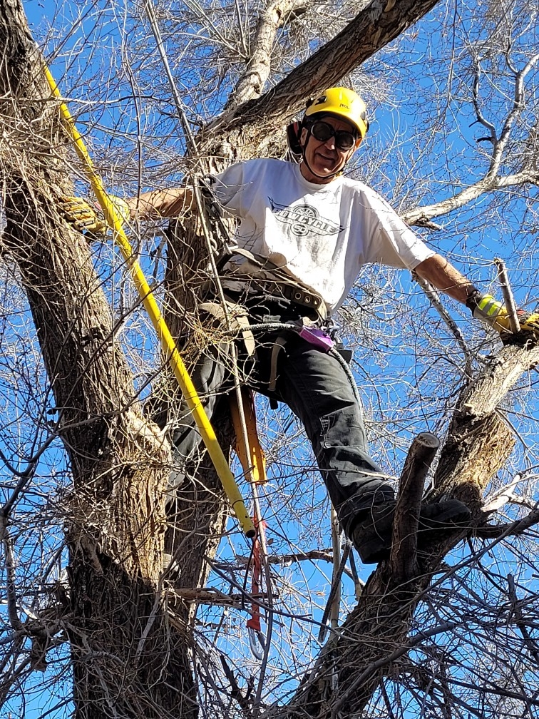 Calgary Tree Cutting | 2212 Palliser Dr SW, Calgary, AB T2V 3S3, Canada | Phone: (403) 601-0376