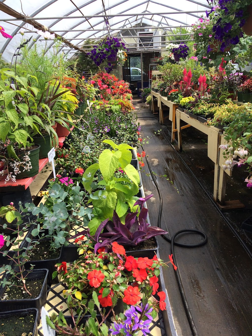 Durands Nursery | 9 Johnson Rd, Christina Lake, BC V0H 1E2, Canada | Phone: (250) 447-6299