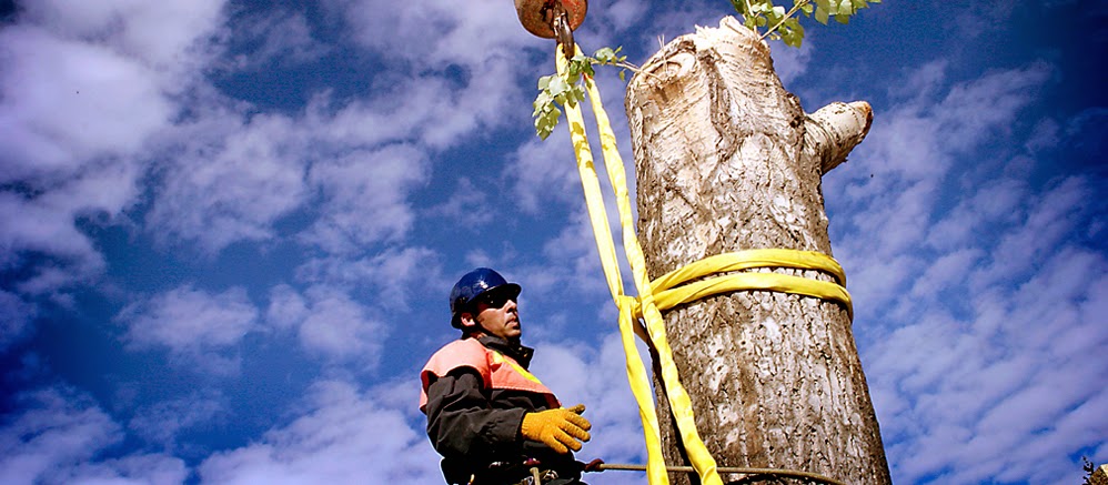 Alberta Arborists | 5480 Meridian St NW, Edmonton, AB T6P 1R3, Canada | Phone: (587) 415-7617