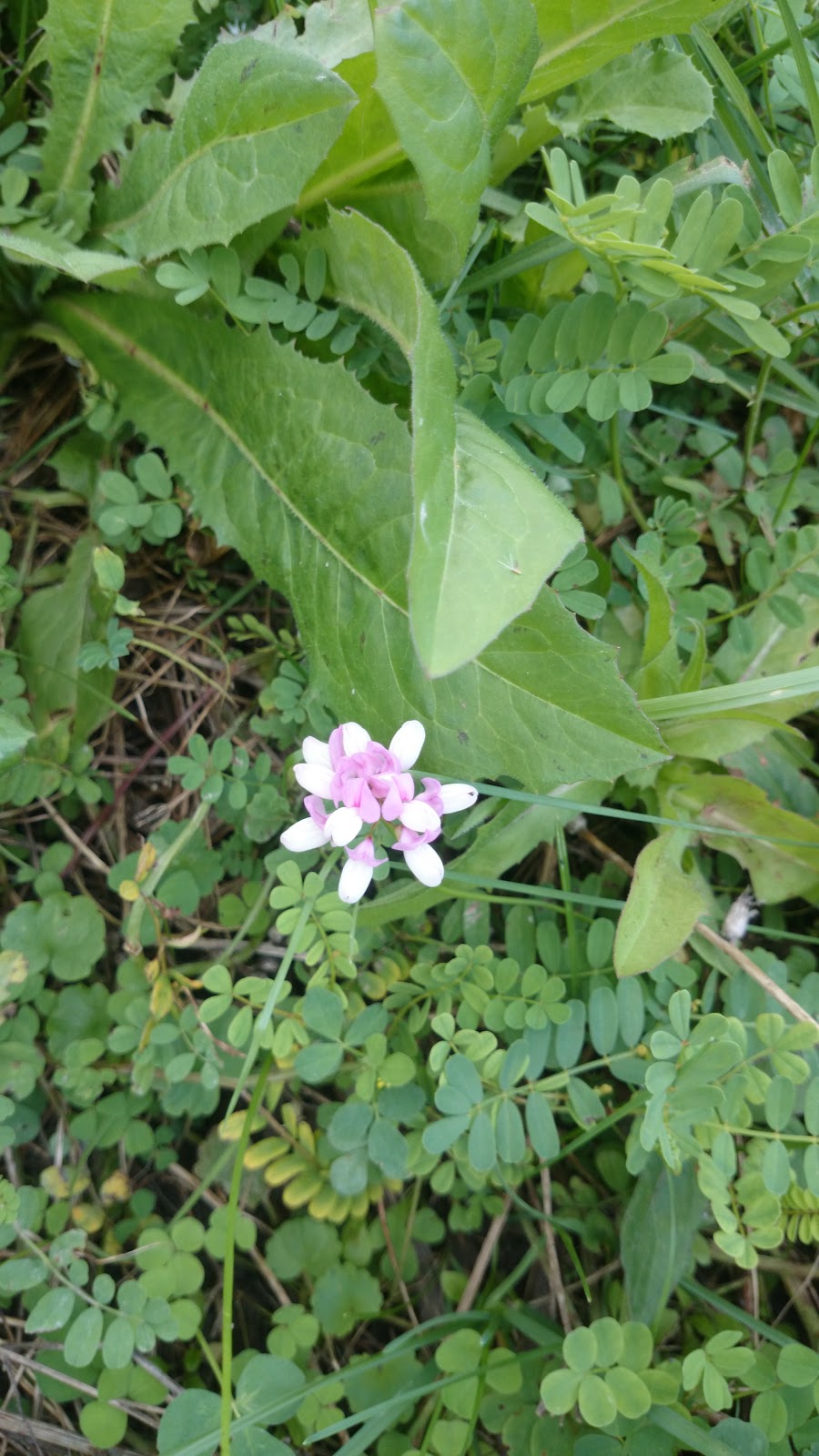 Seaton Hiking Trail | ON-7, Locust Hill, ON L0H 1J0, Canada