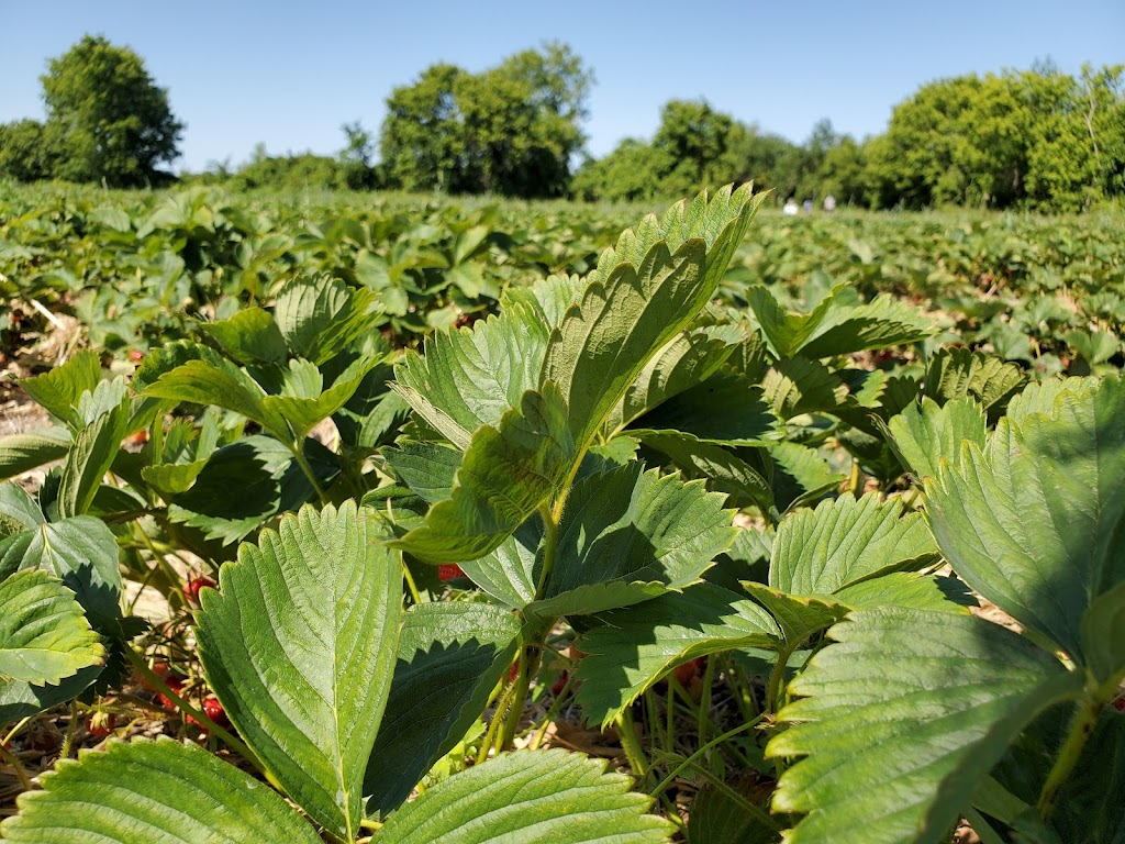 Proulx Maple & Berry Farm | 1865 OToole Rd, Cumberland, ON K4C 1N2, Canada | Phone: (613) 833-2417