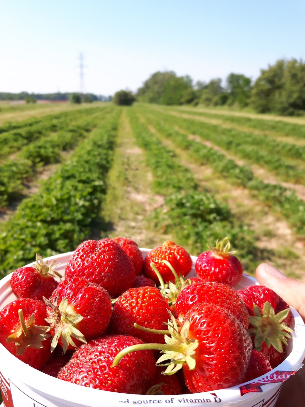 G and C Produce | 451 Book Rd E, Ancaster, ON L9G 3L1, Canada | Phone: (905) 648-8597