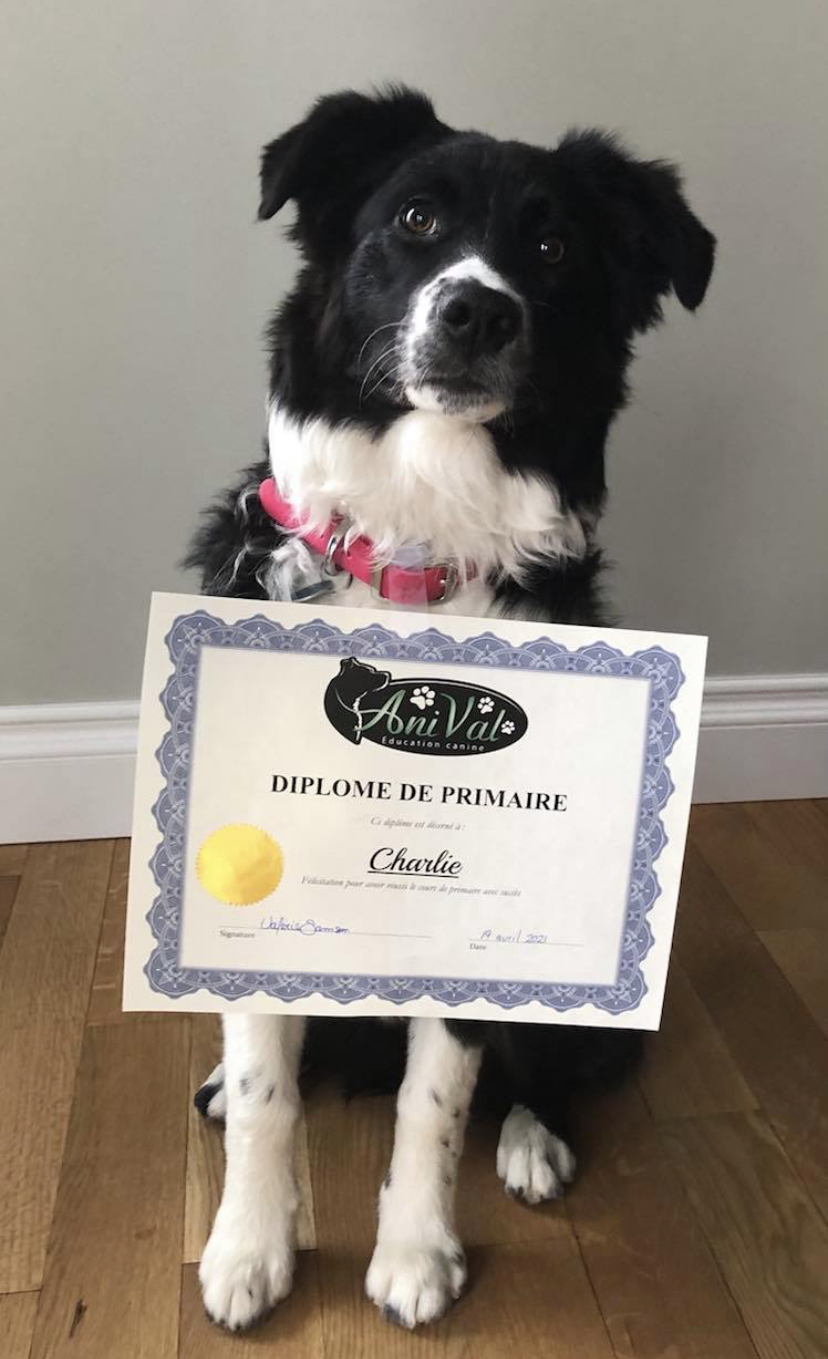 Dressage et Éducation canine AniVal - Drummondville | 1266 Rue St Edgar, Drummondville, QC J2B 2W5, Canada | Phone: (819) 479-9203