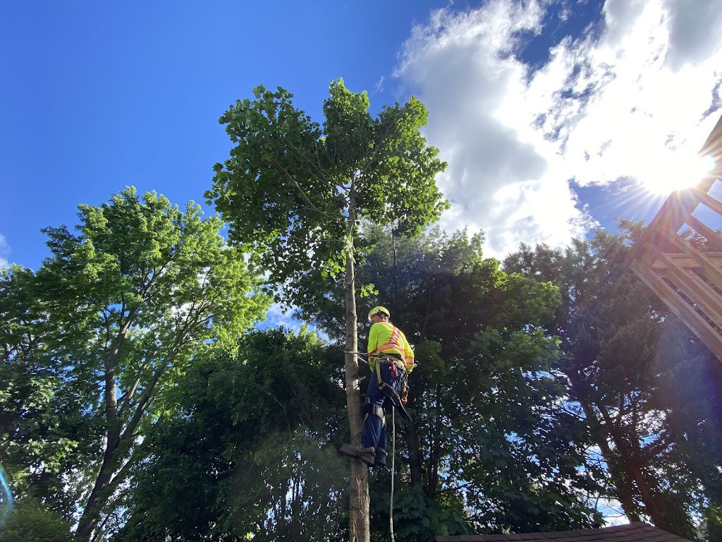 Aberdeen Tree Services | 1430 Southcote Rd, Ancaster, ON L9G 3L1, Canada | Phone: (905) 929-9506