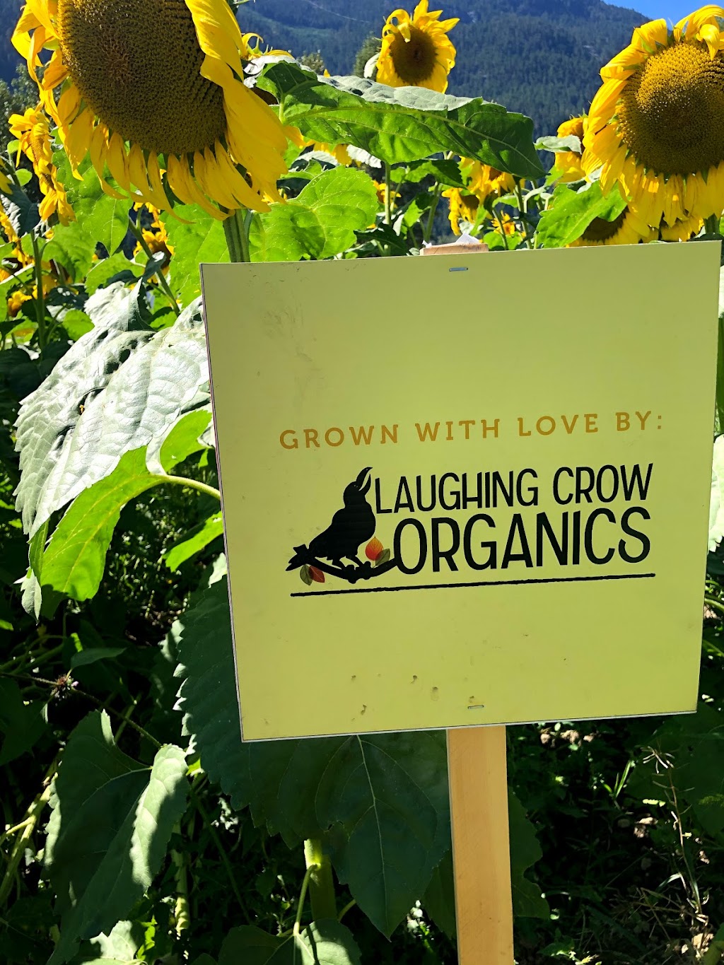 Laughing Crow Organics | 8324 Pemberton Meadows Rd, Pemberton, BC V0N 2L0, Canada | Phone: (604) 906-1305