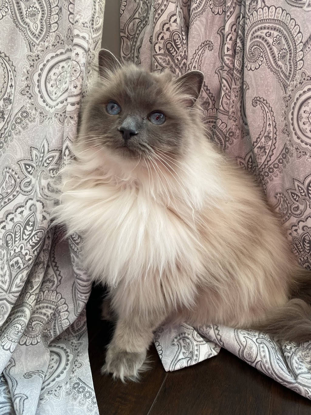 ADEN RAGDOLLS | Port Dover, ON N0A 1N6, Canada | Phone: (905) 627-2255