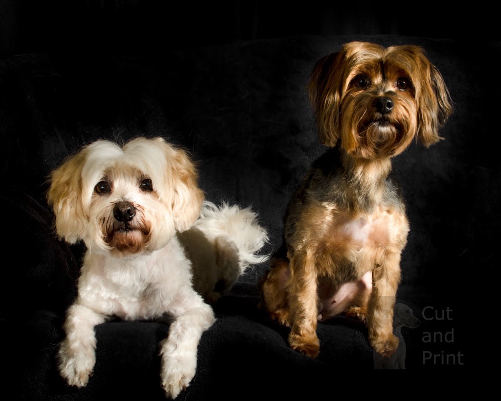 Cut & Print Dog Grooming | 11 Smythe St, St. Catharines, ON L2P 2G9, Canada | Phone: (289) 696-6289