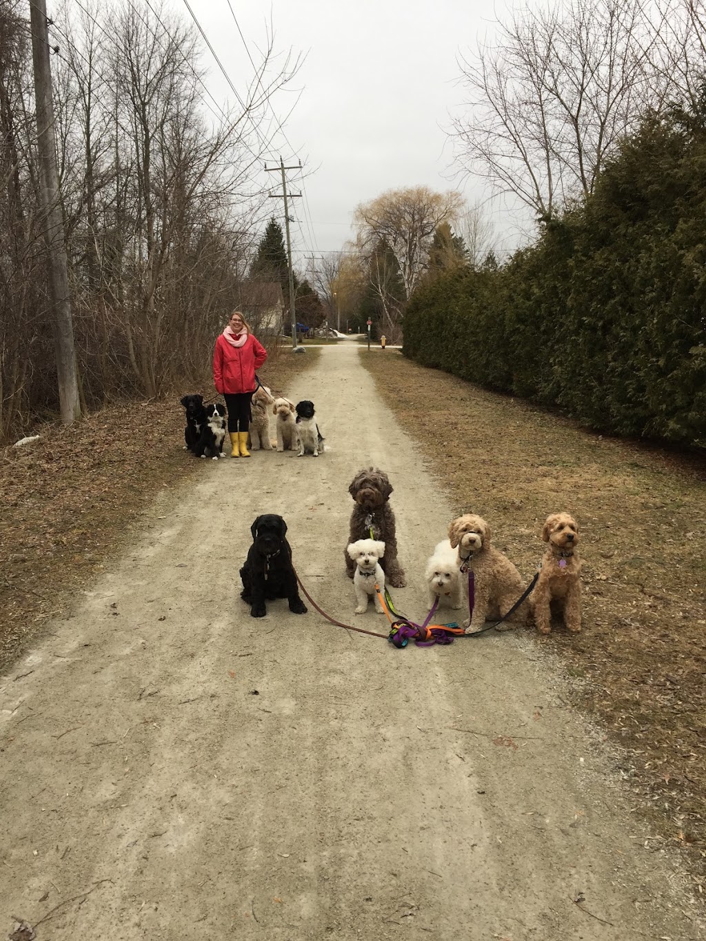 The Bark Park | 7343 Poplar Sideroad, Collingwood, ON L9Y 3Z1, Canada | Phone: (705) 888-4948