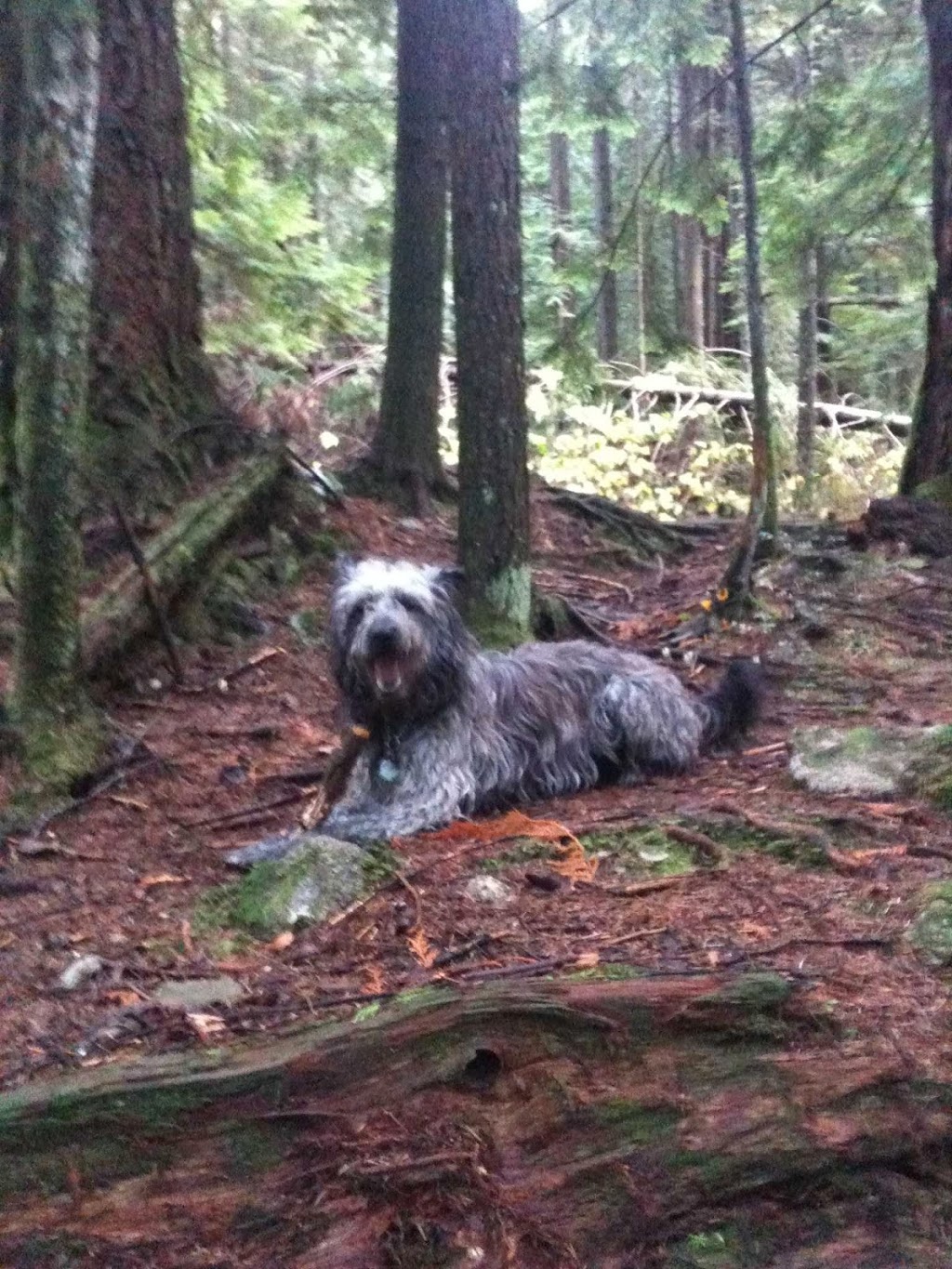 Sweet Pea & Me Dog Adventures and Care | Bowron Ct, North Vancouver, BC V7H 2P4, Canada | Phone: (778) 240-5747