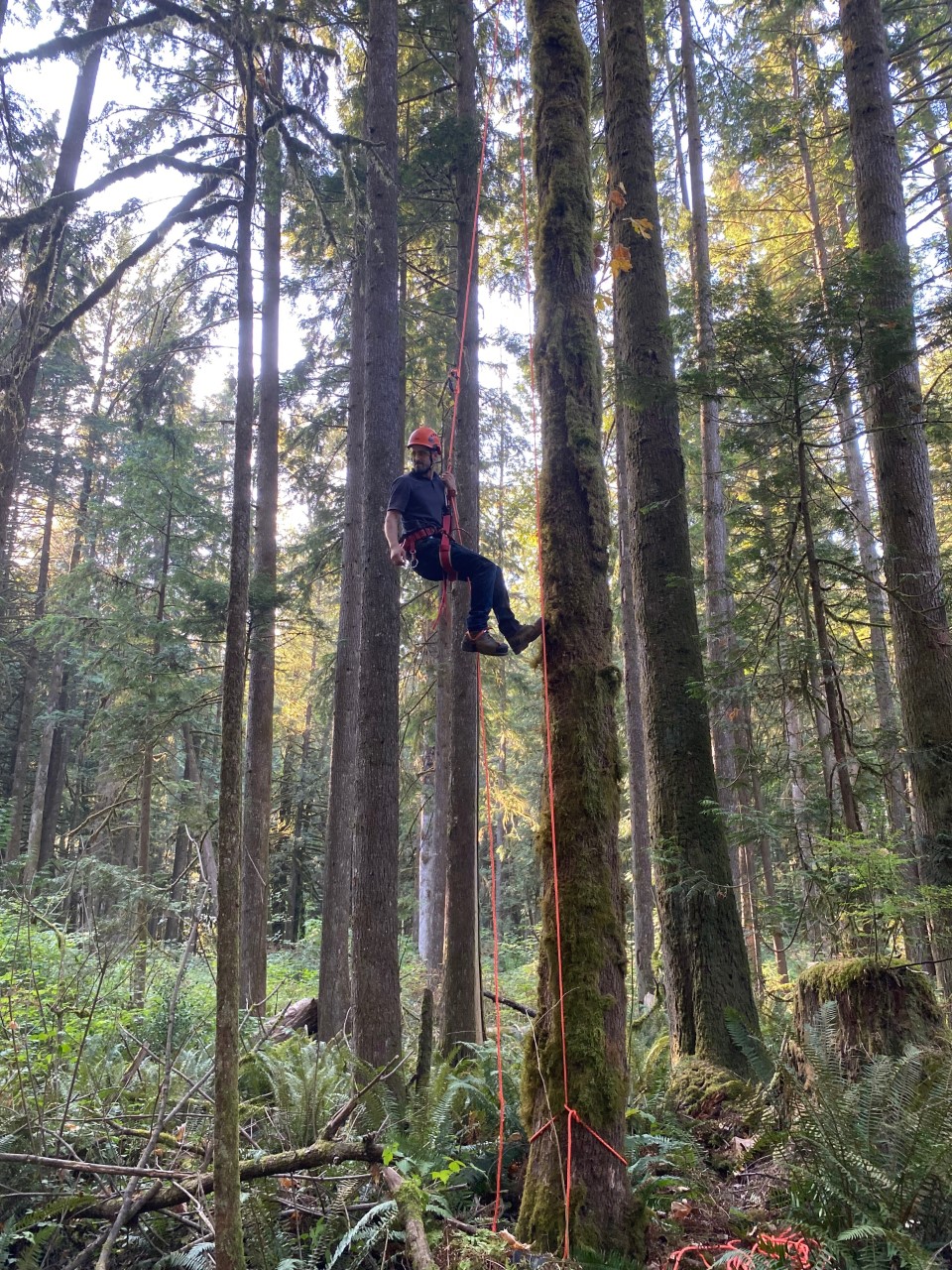 Mountain View Tree Service Inc. | 21092 Stonehouse Ave, Maple Ridge, BC V2X 8L9, Canada | Phone: (604) 615-6855