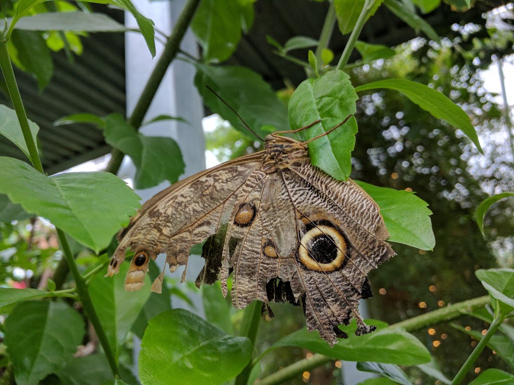 Cambridge Butterfly Conservatory | 2500 Kossuth Rd, Cambridge, ON N3H 4R7, Canada | Phone: (519) 653-1234