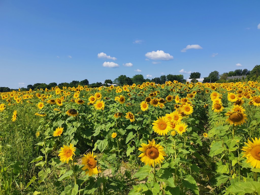 Ferme St-Ours | 2382 Chem. des Patriotes, Saint-Ours, QC J0G 1P0, Canada | Phone: (450) 785-2148