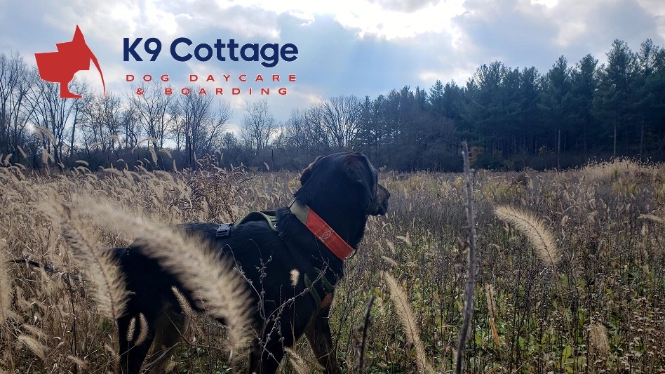 K9 Cottage | Parkwood Dr, Cambridge, ON N1S 3K8, Canada | Phone: (519) 223-5207