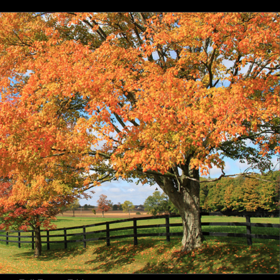 Lynden School | 95 Howard St, Lynden, ON L0R 1T0, Canada