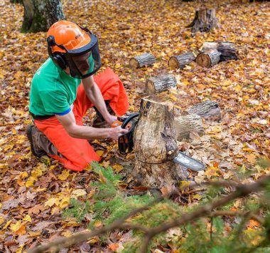 Grinder up Stumps | 83 Clearwater Lake Rd, Port Sydney, ON P0B 1L0, Canada | Phone: (705) 380-2169