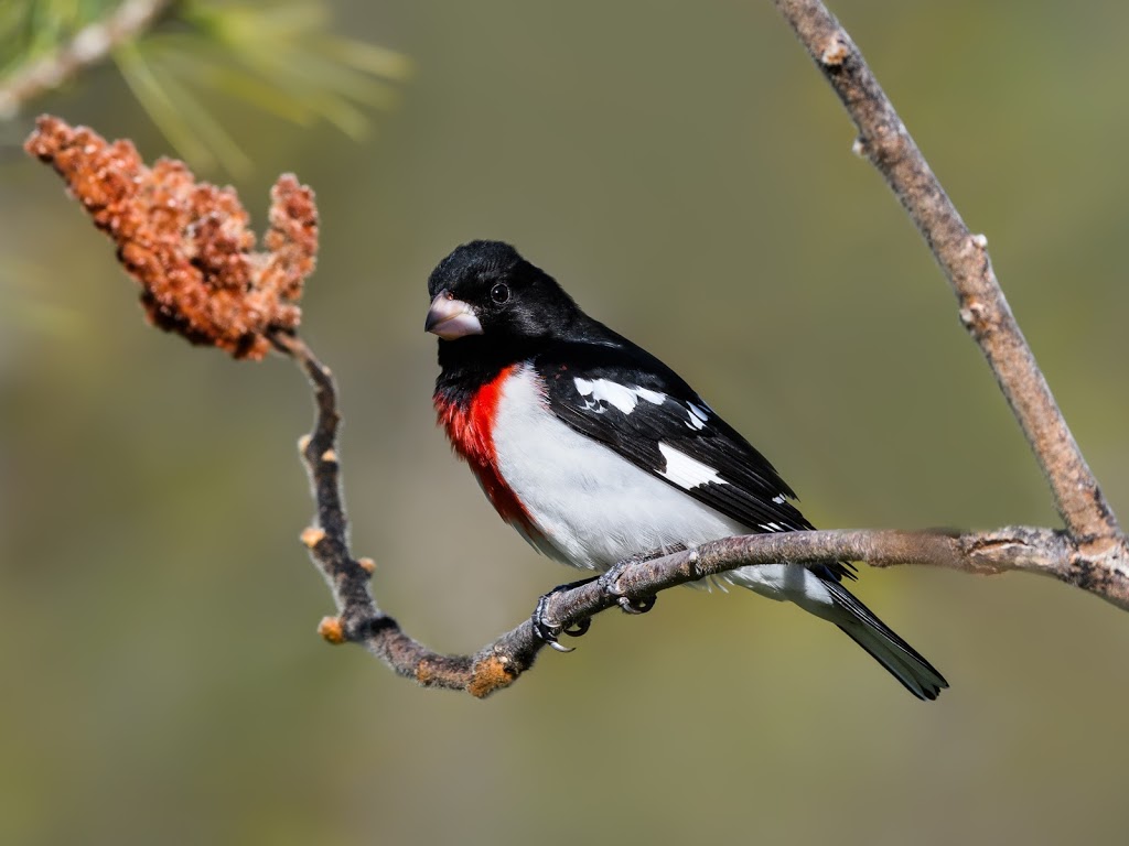 High Lonesome Nature Reserve | 867 Carbine Rd, Pakenham, ON K0A 2X0, Canada | Phone: (613) 253-2722