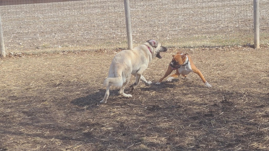 Happy Paws Dog Daycare & Boarding | 2190 County Rd. 20 W, Harrow, ON N0R 1G0, Canada | Phone: (226) 787-2809