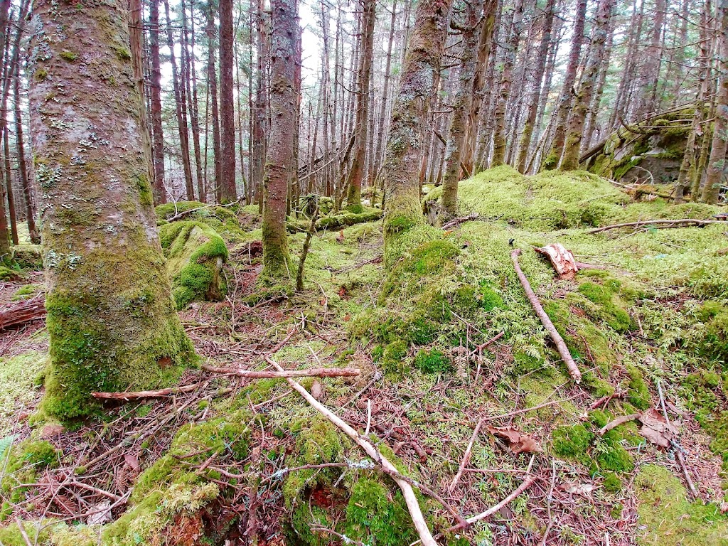 Groupement Forestier Grand Portage | 1004 Rte. des Roches, Saint-Antonin, QC G0L 2J0, Canada | Phone: (418) 495-2054