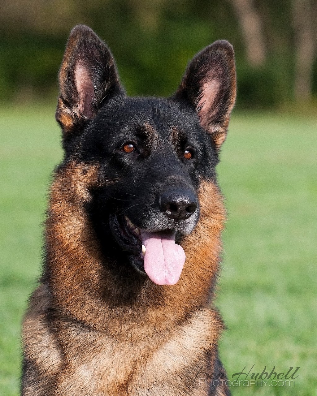 Edale German Shepherds | Cinnamon Dr, Alberta T0B 4J2, Canada | Phone: (780) 662-4843