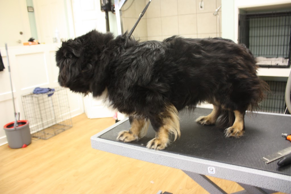 Naturapets Grooming | 20 Jubilee Pl, Woodstock, ON N4S 7H2, Canada | Phone: (519) 290-7999