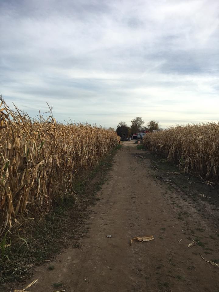 Hanes Corn Maze | 1001 #, ON-5, Dundas, ON L9H 5E2, Canada | Phone: (905) 628-5280