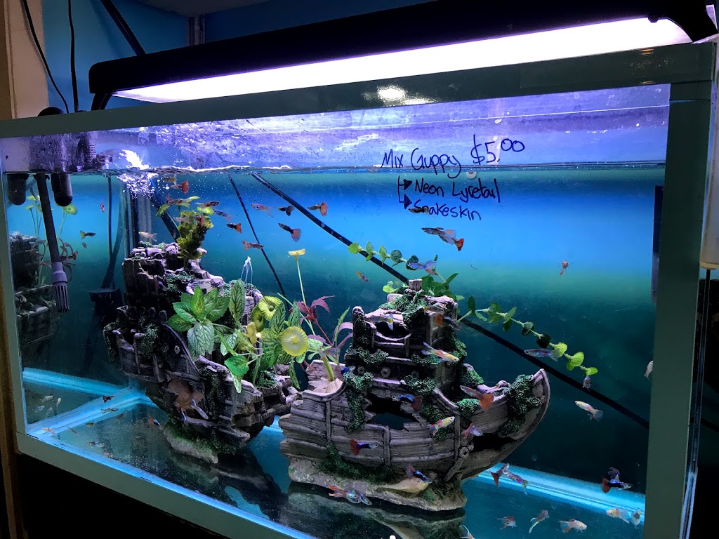 Aprils Aquarium | 4097 Hastings St, Burnaby, BC V5C 2J1, Canada | Phone: (604) 918-3474