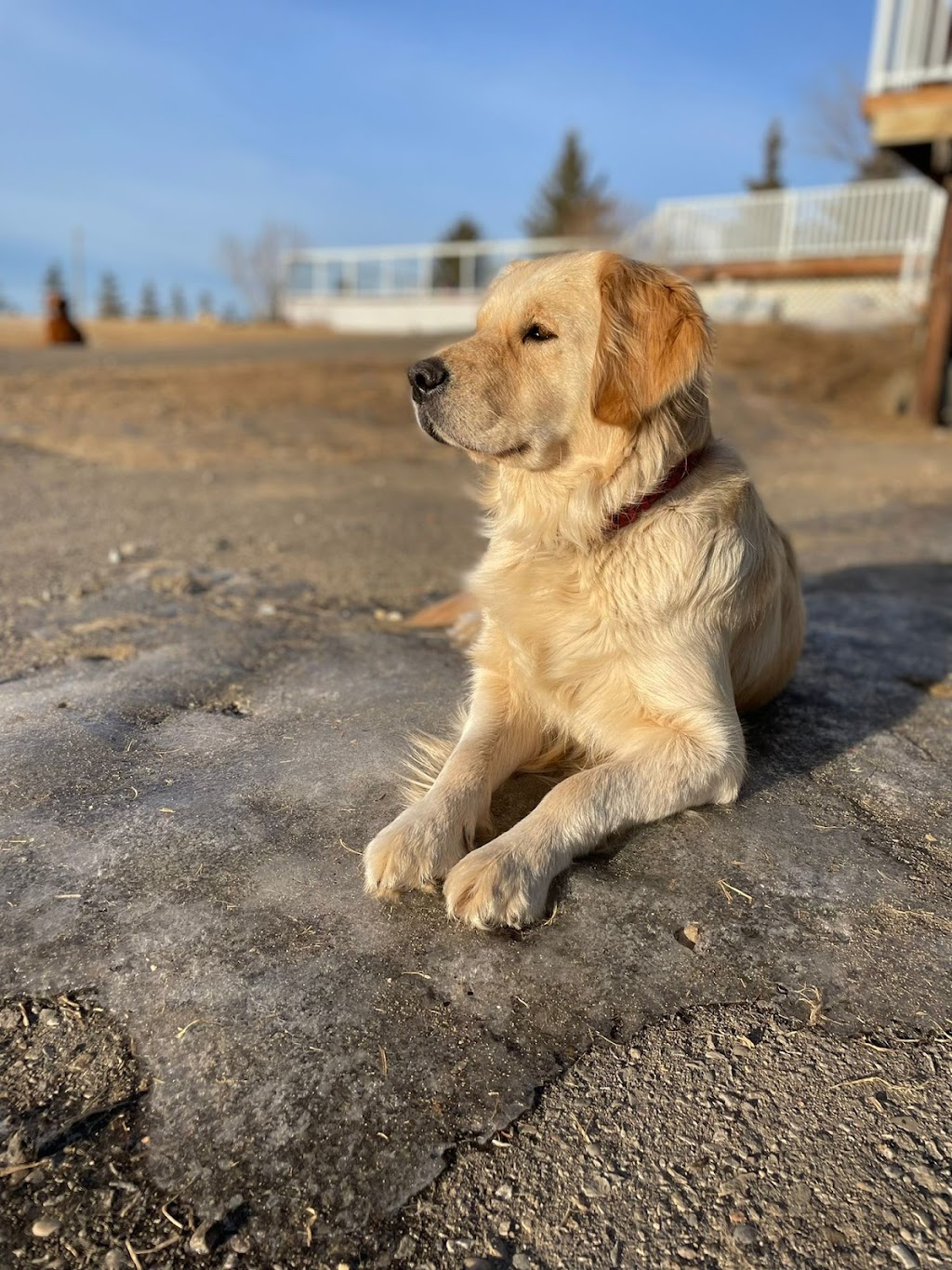 Hearts Of Gold YYC | Golden Retrievers | 244206 84 St NE, Calgary, AB T1Y 7H2, Canada | Phone: (403) 797-1590