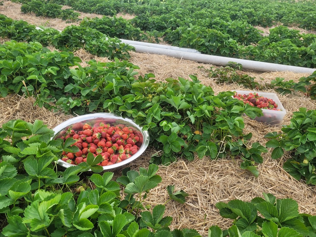 Poirier Strawberry Farm | 11 Chem. Poirier, Saint-Édouard-de-Kent, NB E4S 4T9, Canada | Phone: (506) 743-2922