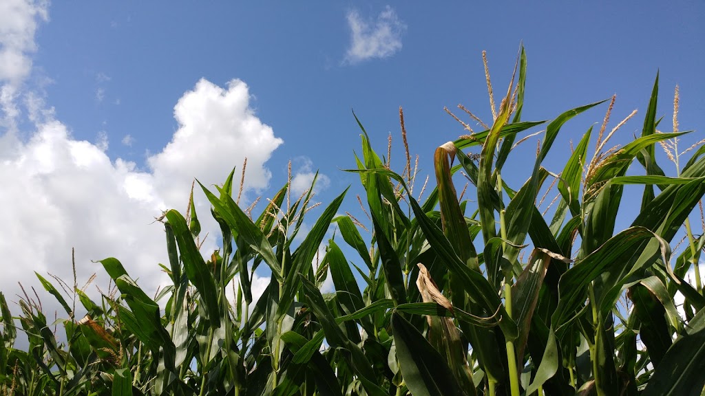 Kraay Family Farm, Home of the Lacombe Corn Maze, inc. | Site 6 Box 9 RR 1, Lacombe, AB T4L 2N1, Canada | Phone: (403) 302-1709