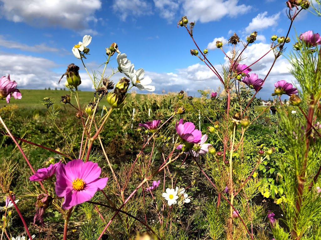 Twin Spruce Community Food Forest | Red Deer, AB T4R 2T3, Canada | Phone: (403) 342-8203