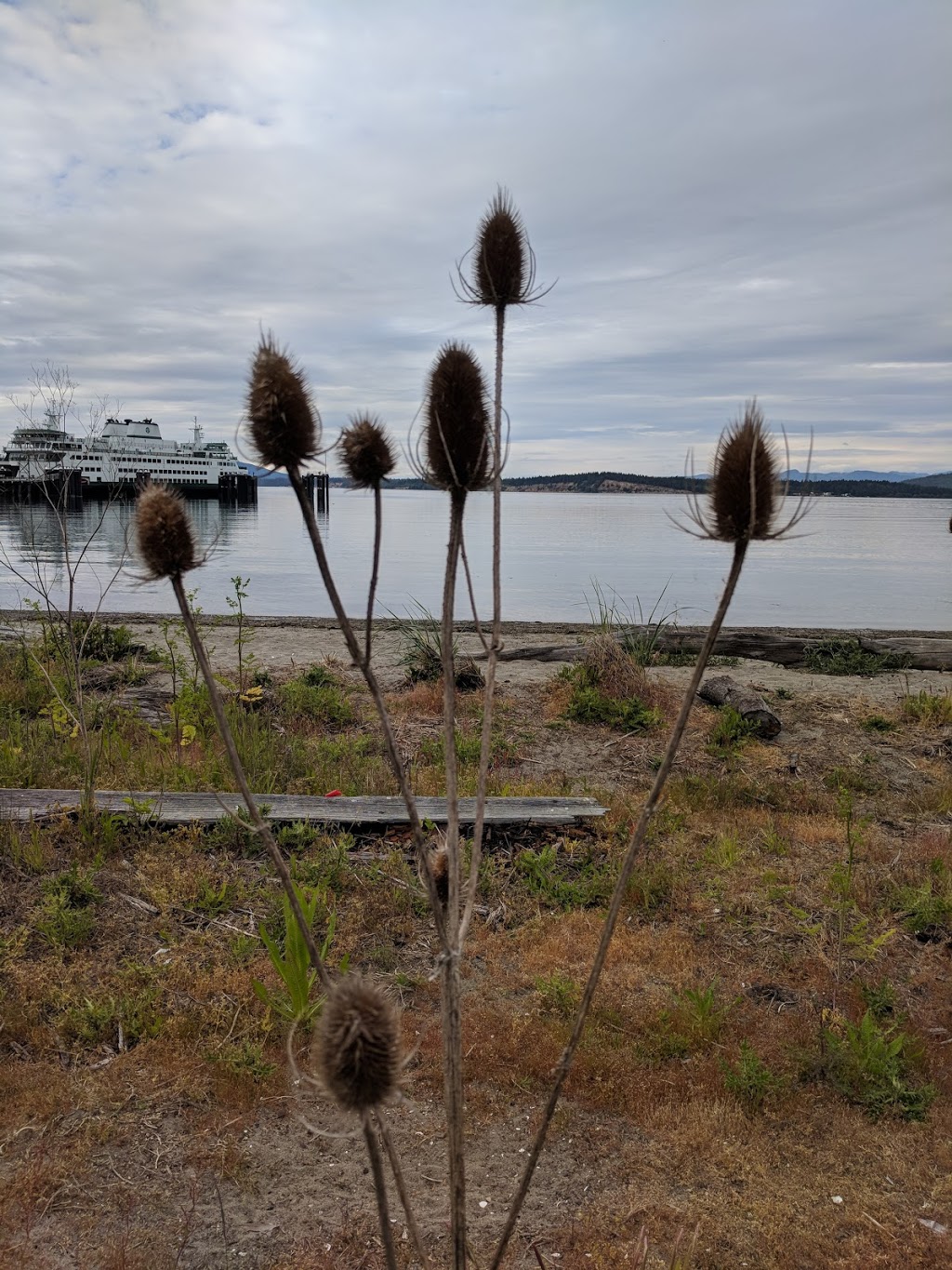 Ship Harbor Interpretive Preserve | Edwards Way, Anacortes, WA 98221, USA | Phone: (360) 293-1918