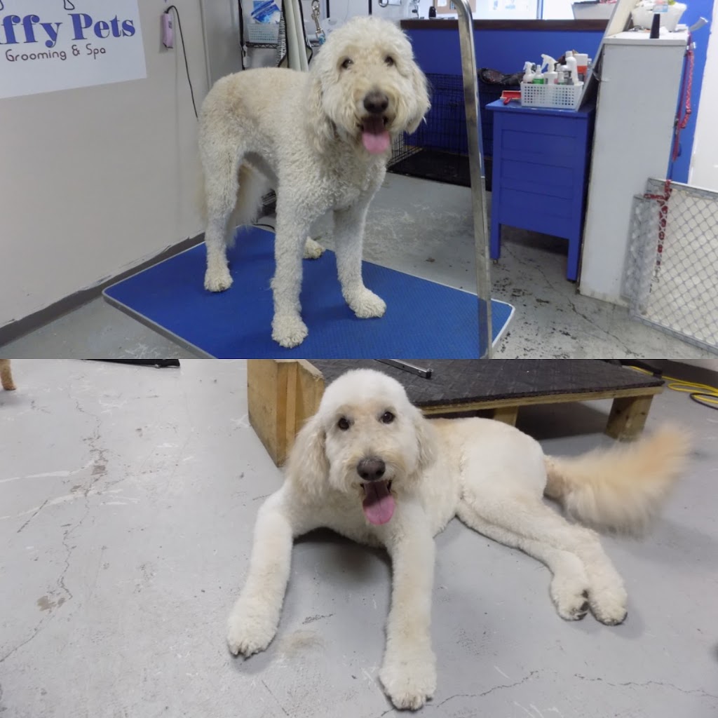 Fluffy Pets | 3110 Kingston Rd #3, Scarborough, ON M1M 1P2, Canada | Phone: (647) 289-5096