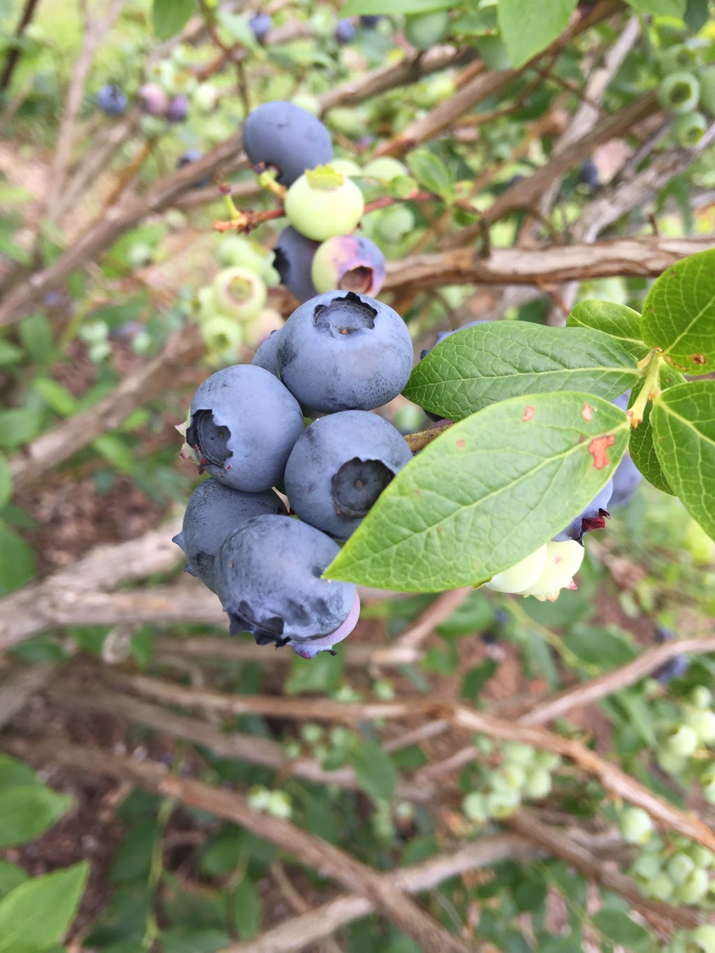 Bleuetière cédrière framboisier au petit camp | 6600, 4e rang, Saint-Lucien, QC J0C 1N0, Canada | Phone: (819) 397-2026