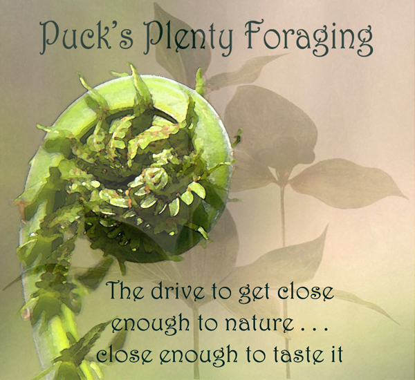 Pucks Plenty Foraging | 96 Birmingham St, Stratford, ON N5A 2S9, Canada | Phone: (519) 271-3726