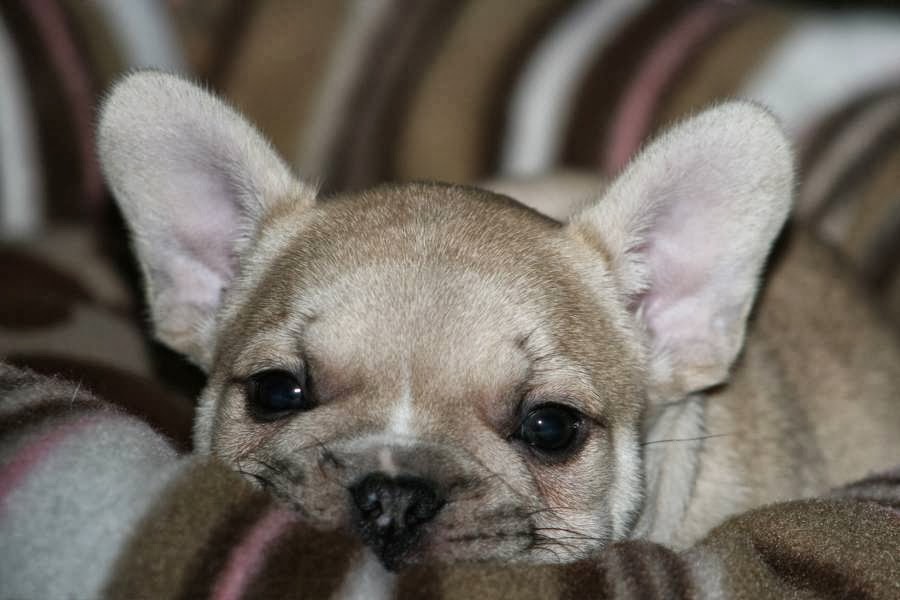 Bullmarket - French Bulldog Breeders Since 1989 | Durham, ON N0G 1R0, Canada | Phone: (519) 369-4410